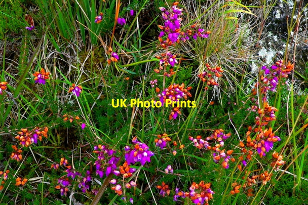 Photo 6"x4" Poison Glen - Heather near the footbridge Money Beg c2005