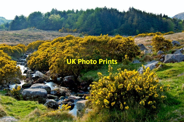 Photo 6"x4" Poison Glen - Upstream view & Gorse from footbridge Money Beg c2008