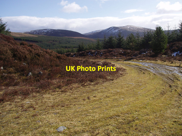 Photo 6"x4" Track in Plantation on Tom Seileach Ruthven\/NH8133 c2009