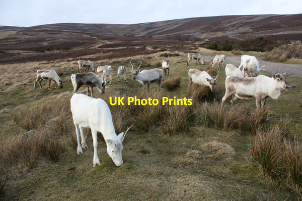 Photo 6"x4" Reindeer grazing beside the Cromdale Hills Bridge of Brown c2009