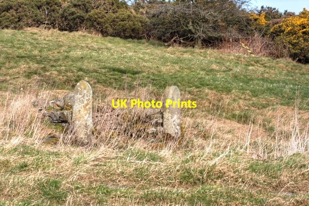Photo 6"x4" Spring, The Old Racecourse Richmond\/NZ1701 c2009