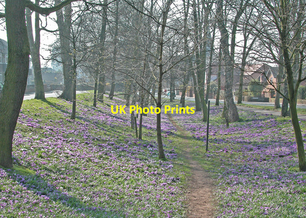 Photo 6"x4" Crocus time Chester c2003 P2
