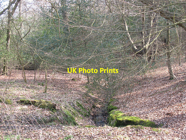 Photo 6"x4" Epping Forest: minor stream Epping c2009