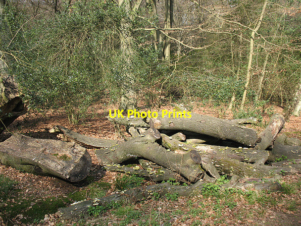 Photo 6"x4" Epping Forest: log pile with fungi Epping c2009