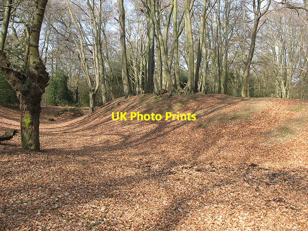 Photo 6"x4" Epping Forest: Ambresbury Banks Epping c2009