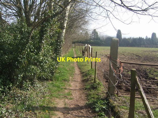 Photo 6"x4" Grazing beside the Monarch's Way West Hagley c2009