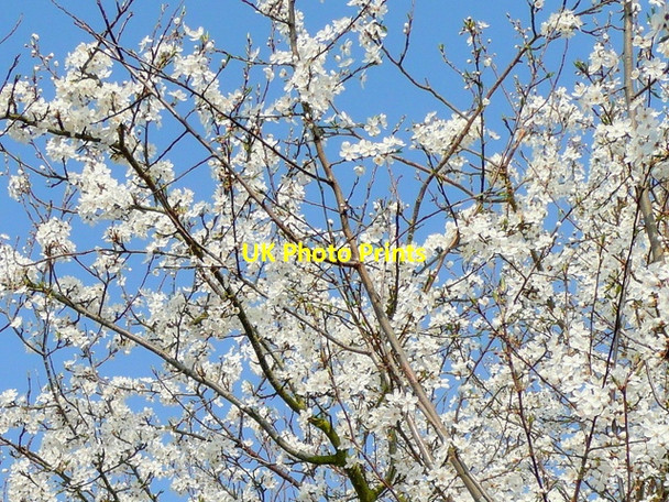 Photo 6"x4" Boughs of plum blossom Bromsash c2009