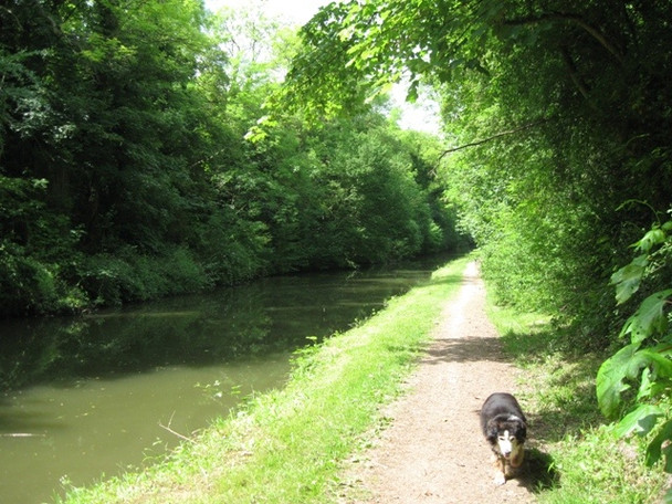 Photo 6"x4" The Towpath of the Grand Union Canal east of Bridge No 134 Tring c2009