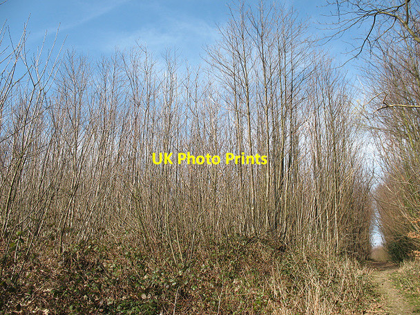 Photo 6"x4" Bridleway through a coppice, Livesey Street Livesey Street c2009