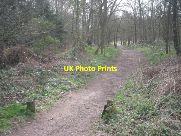 Photo 6"x4" Another footpath through 'The Million'. Enville c2009
