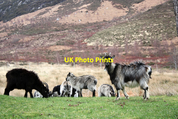 Photo 6"x4" Feral goats with kids Invershiel c2009