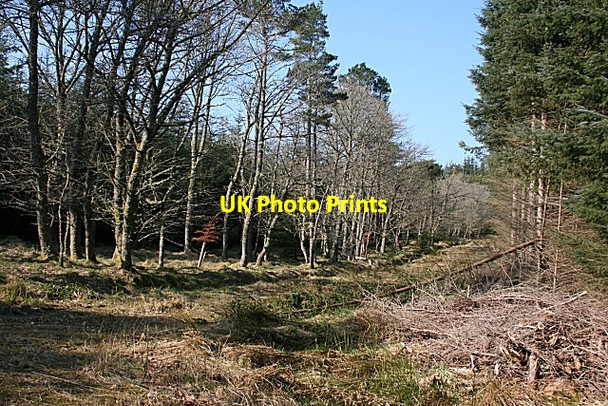 Photo 6"x4" Forest on Muckle Long Hill Longhill\/NJ4637 c2009