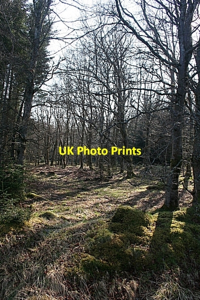 Photo 6"x4" Beech Among the Conifers Longhill\/NJ4637 c2009