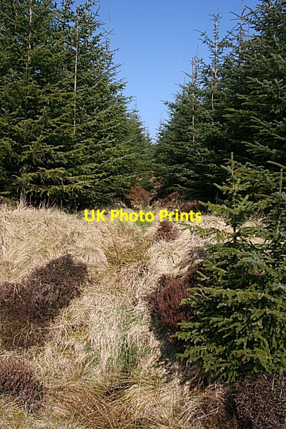 Photo 6"x4" Forest Burn Muckle Long Hill c2009
