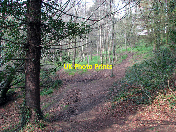 Photo 6"x4" Woodland, Barnett Demesne Drumbeg\/J3066 c2009 P1