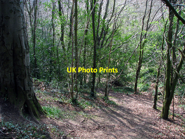 Photo 6"x4" Woodland, Barnett Demesne Drumbeg\/J3066 c2009 P2