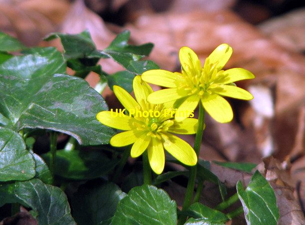 Photo 6"x4" Celandine, Barnett Demsne Drumbeg\/J3066 c2009