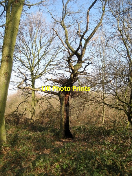 Photo 6"x4" Stanley Marsh Nature Reserve Stanley\/SE3424 c2009