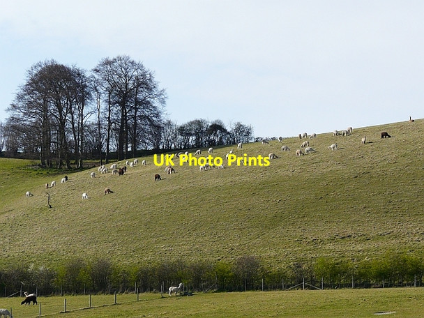 Photo 6"x4" Alpacas on Boze Down Whitchurch-on-Thames c2009