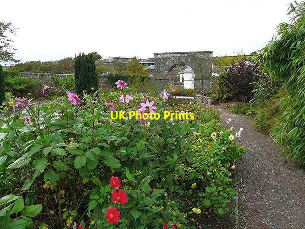 Photo 6"x4" Dahlias in the Wallace Garden Llanarthne c2008