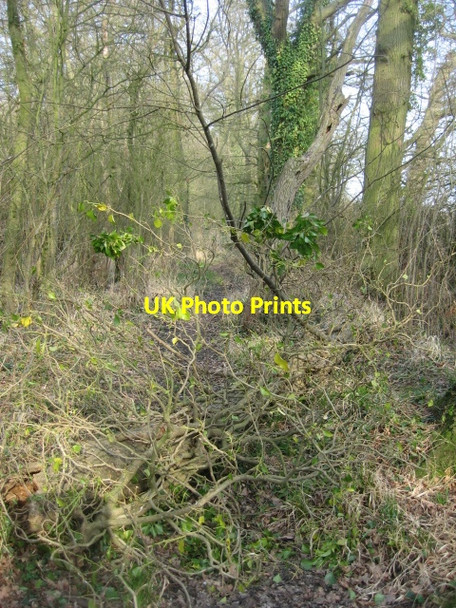 Photo 6"x4" Tree across the path Church End\/SU6756 c2009