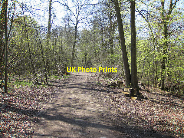 Photo 6"x4" Forest track in spring Cannop c2009