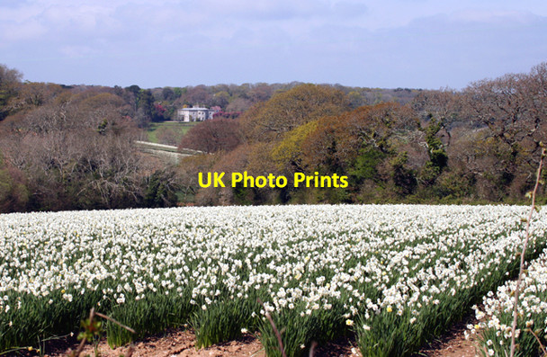 Photo 6"x4" A field of white narcissus near Playing Place Kea c2009