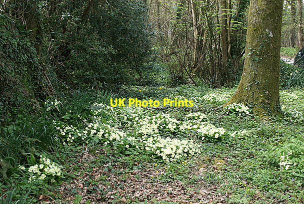 Photo 6"x4" Primroses at the roadside near Coombe Coombe\/SW8340 c2009