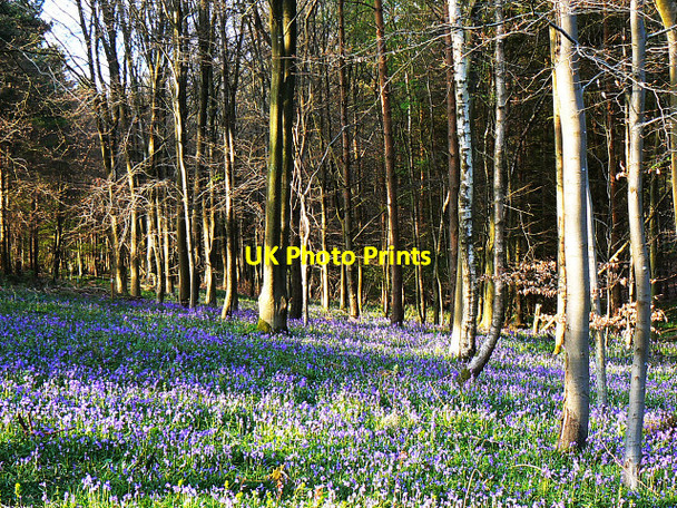 Photo 6"x4" Bluebells and trees, East Croft Coppice Axford\/SU2369 c2009