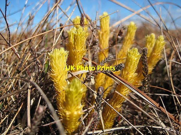 Photo 6"x4" Spring Has Sprung! Upper Bighouse c2009