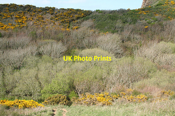 Photo 6"x4" St Gennys: path to ridge Mineshope c2009