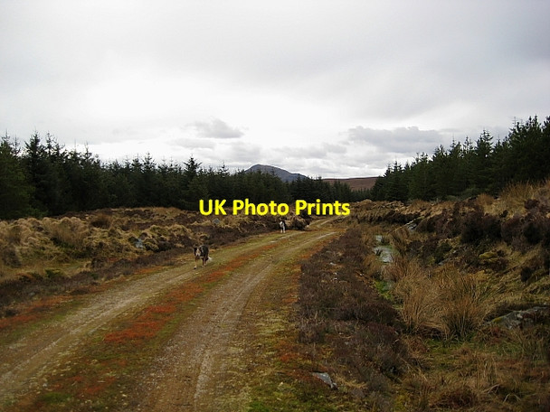 Photo 6"x4" Forest Road, Dry Burn Forest Loch Dubh\/NC8147 c2009