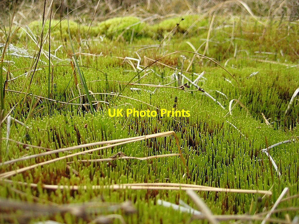 Photo 6"x4" Miniature forest Forsinard c2009