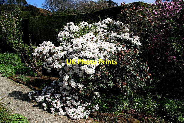 Photo 6"x4" Arduaine Gardens Arduaine c2009