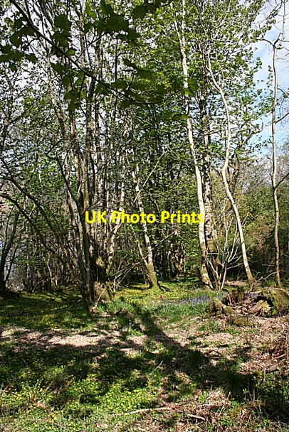Photo 6"x4" Woods by Fearnach Bay Kilmelford c2009