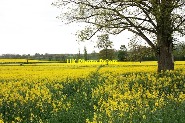 Photo 6"x4" Footpath through the rape, Canon Frome Court Canon Frome c2009