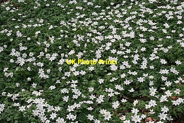 Photo 6"x4" Windflowers (Anemone nemorosa) Duncanstone c2009