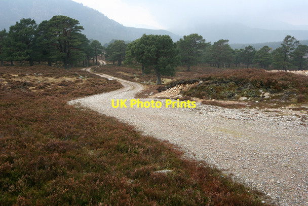 Photo 6"x4" Track on Ripe Hill descending towards Scots pines Inver\/NO2393 c2009