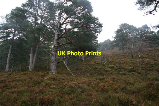 Photo 6"x4" Ballochbuie Forest Garbh Allt Shiel c2009