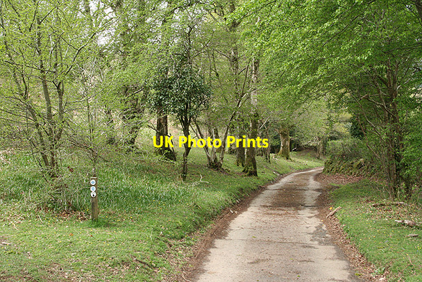 Photo 6"x4" Buckland Monachorum: drive to Tavy Cottage Buckland Monachorum c2009