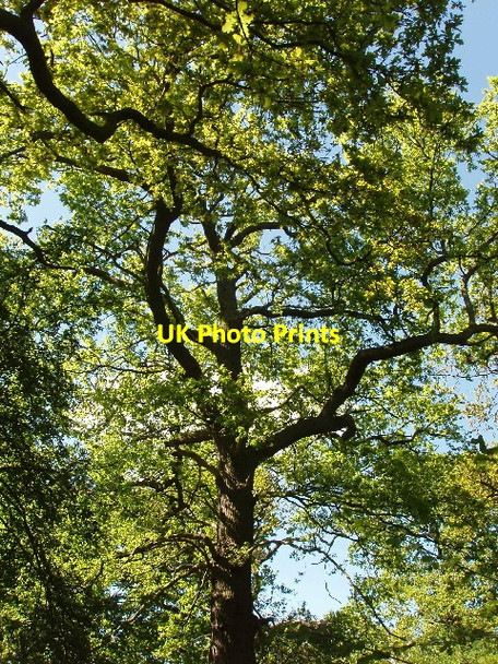 Photo 6"x4" Ash trees in Perivale Wood Greenford\/TQ1382 c2009