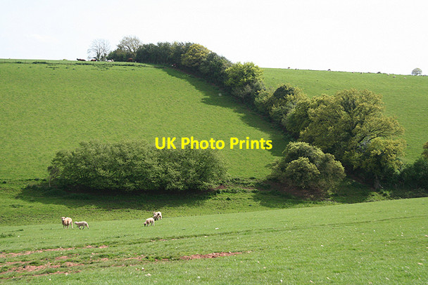 Photo 6"x4" Cullompton: below Coombe Farm Colebrook c2009