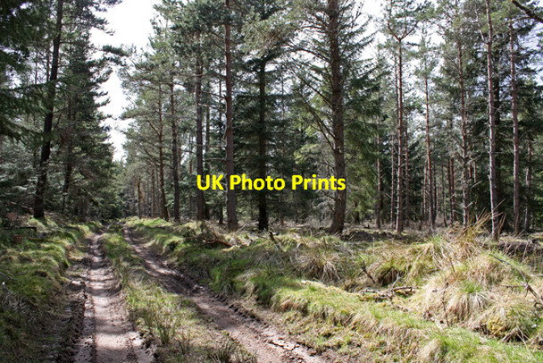 Photo 6"x4" Plantation north of B9008 Tomintoul\/NJ1618 c2009