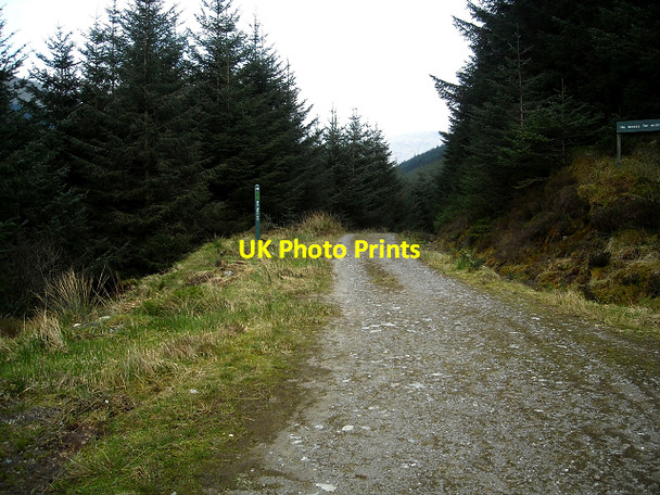 Photo 6"x4" Forest Track Near Ardgartan Ardgartan c2009