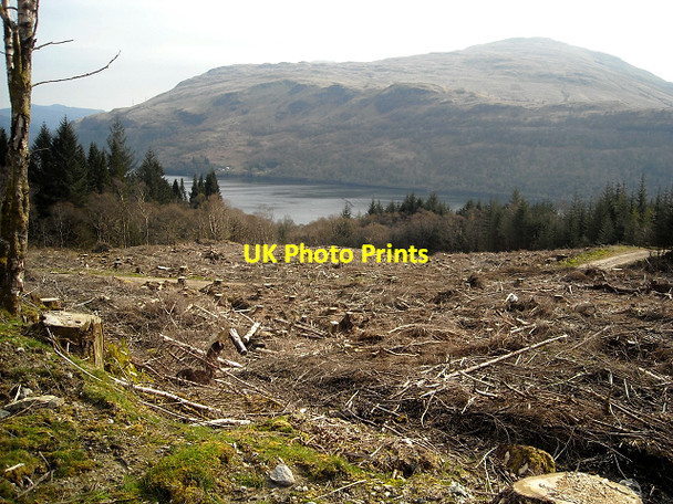 Photo 6"x4" Felled Section of Ardgartan Forest Ardgartan c2009