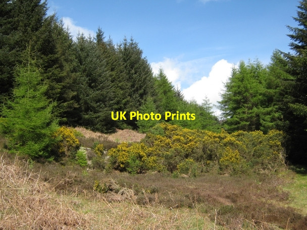 Photo 6"x4" Into the Forest on Bentudor Dungarry (Fort) c2009