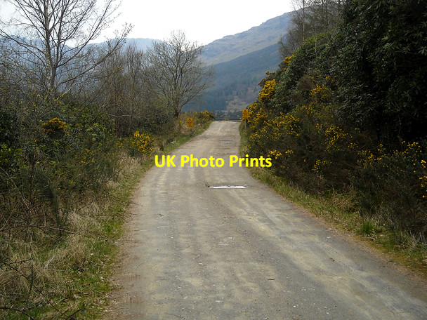 Photo 6"x4" Forest Track Near Lochgoilhead Lochgoilhead c2009