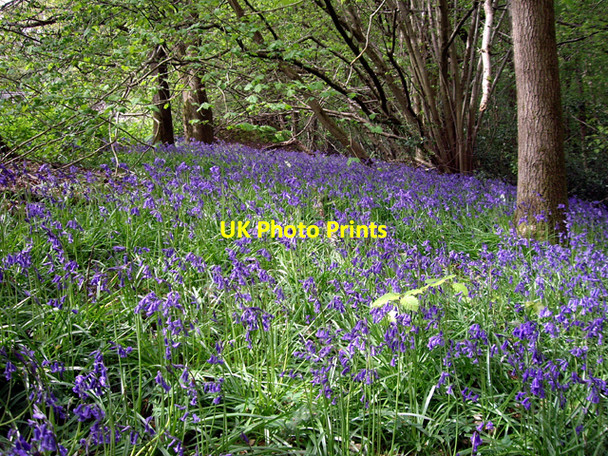 Photo 6"x4" Bluebells, Holmbury St Mary Holmbury St Mary c2009