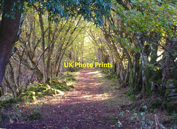 Photo 6"x4" Old Track Leading to Cocklehaen Kippford\/Scaur c2008
