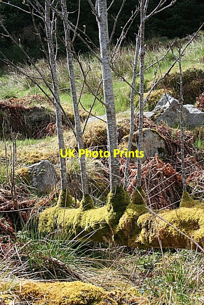 Photo 6"x4" Fallen Rowan Leslie\/NJ5924 c2009